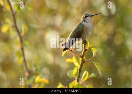 Amérique du Nord, Mexique, basse-Californie du Sud, El Sargento, colibri de Costa, Calypte costae, femelle Banque D'Images