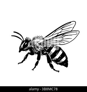 Illustrations dessinées à la main d'une abeille, détail vectoriel clip art isolé sur fond blanc. Illustration de Vecteur