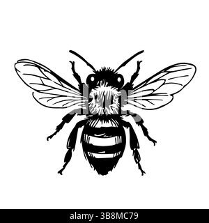 Illustrations dessinées à la main d'une abeille, détail vectoriel clip art isolé sur fond blanc. Illustration de Vecteur