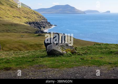 Deux minuscules agneaux noirs debout sur un rocher avec la mère mouton derrière. Belle côte féroïenne en arrière-plan. Banque D'Images