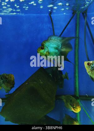 Cichlides Flowerhorn petit poisson dans l'aquarium sur fond d'eau bleu. Banque D'Images