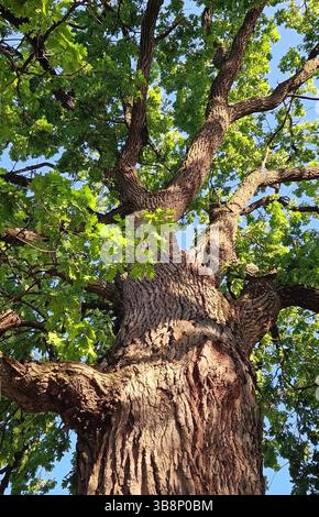 La couronne verte d'un chêne pédonculé de 350 ans situé près du monastère Curchi à Orhei, Moldavie. Arbre séculaire majestueux comme repère naturel Banque D'Images