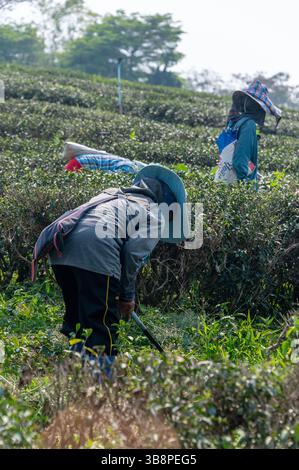 La plantation de thé de Choui Fong dans le nord de la Thaïlande depuis Chiang Rai, est à environ une heure de route. Choui Fong Tea Plantation est ouverte au public et donne Banque D'Images