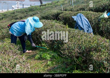La plantation de thé de Choui Fong dans le nord de la Thaïlande depuis Chiang Rai, est à environ une heure de route. Choui Fong Tea Plantation est ouverte au public et donne Banque D'Images