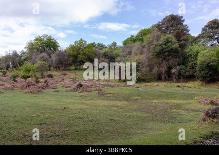 La New Forest près de Fritham, Hampshire, Angleterre, Royaume-Uni Banque D'Images