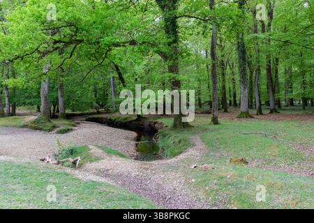 Latchmeer Brook dans la New Forest près de Fritham, Hampshire, Angleterre, Royaume-Uni Banque D'Images