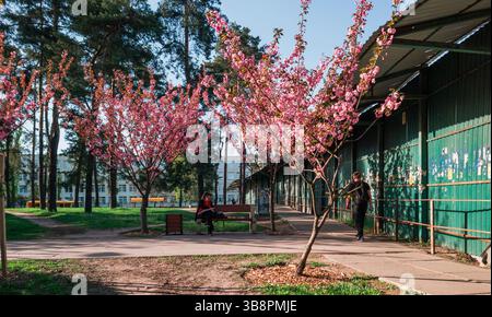 Kiev, Ukraine - 1er mai 2025. Les gens profitent d'une journée ensoleillée entourée de cerisiers en fleurs dans le parc de Kyoto, trouvant des moments de paix au cœur de la ville pendant les défis en cours. Banque D'Images