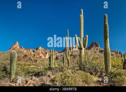 Saguaros, falaises dans les montagnes Mazatzal, au-dessus de Apache Trail, région de Fish Creek Hill, forêt nationale de Tonto, Arizona, États-Unis Banque D'Images