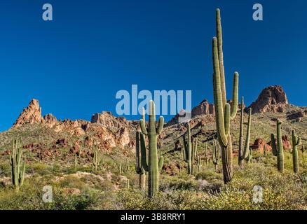 Saguaros, falaises dans les montagnes Mazatzal, au-dessus de Apache Trail, région de Fish Creek Hill, forêt nationale de Tonto, Arizona, États-Unis Banque D'Images