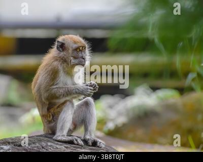 Un macaque à longue queue assis sur un rocher dans le jardin chinois de Singapour. Banque D'Images