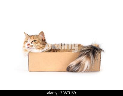 Chat isolé dans une boîte en carton. Corps entier de chat mignon chatte couché dans une petite boîte en carton, pressé et bourré à l'intérieur. 4 ans, chat à cheveux longs, cali Banque D'Images