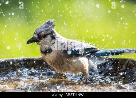 Gros plan d'un jay bleu éclaboussant dans un bain d'oiseaux. Banque D'Images