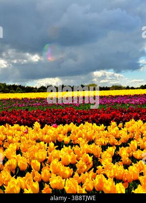 Grand champ montrant des bandes de tulipes de différentes couleurs Banque D'Images