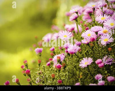 Fleurs daisy lilas plus de flou artistique en arrière-plan vert naturel en journée ensoleillée. Focus sélectif. Carte postale Banque D'Images