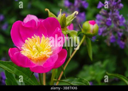 Fleurs plantes florissantes fleur de pivoine avec un buisson de menthe catmint derrière Banque D'Images