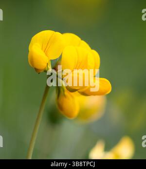 Commune Birds-Foot-Trefoil, réserve naturelle de Kemsing Down, Kemsing, Kent, Angleterre Banque D'Images