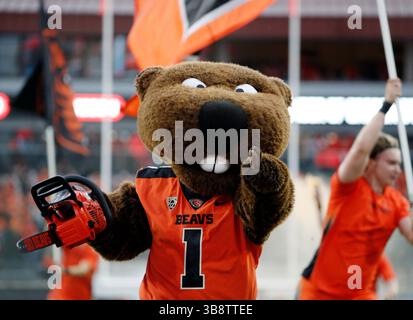 29 septembre 2023 : Benny the Beaver mène l'équipe sur le terrain avant le début du match de football NCAA entre les Utah Utes et les Oregon State Beavers au Reser Stadium, Corvallis, OREGON. Larry C. Lawson/CSM (crédit image : © Larry C. Lawson/CSM via ZUMA Press Wire) Banque D'Images
