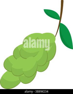 Dessin animé de grappe de raisin vert. Illustration vectorielle Illustration de Vecteur