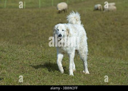 Chien de montagne pyrénéen français gardant un troupeau de moutons, Chablais, France, Europe Banque D'Images