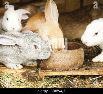 Trois lapins en gros plan hutch Banque D'Images