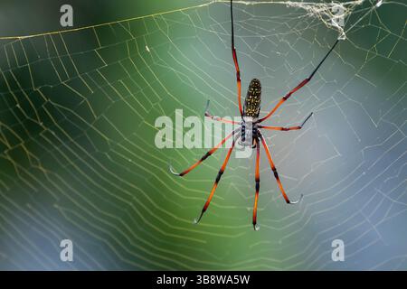 Une araignée tisseuse orbe dorée attend immobile au centre de sa toile, rétro-éclairée par la lueur chaude du lever du soleil à Mayotte. Cette photo macro intime révèle Banque D'Images