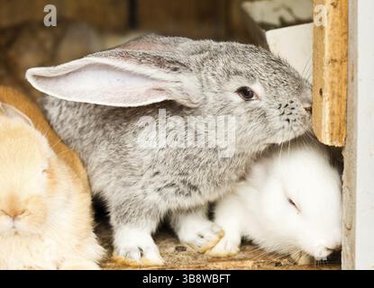 Trois lapins en gros plan hutch Banque D'Images