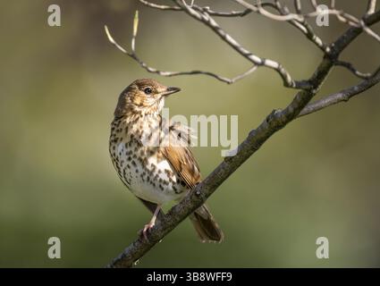 Muguet du chant adulte, Turdus philomelos, oiseau perché sur la branche, Queen's Park, Londres, Royaume-Uni Banque D'Images