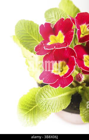 primula rouge fleurs avec des feuilles de près Banque D'Images