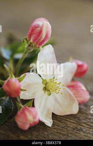 Pear blossom on wooden table Banque D'Images