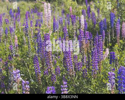 Fleurs de lupins violets dans le champ. Lupins bleu vif et violet. Tir horizontal Cottagecore et concept Farmcore Banque D'Images