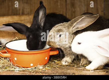 Trois lapins en gros plan hutch Banque D'Images