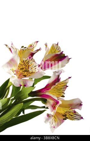 Bouquet d'orchidées à feuilles vertes isolées sur blanc Banque D'Images