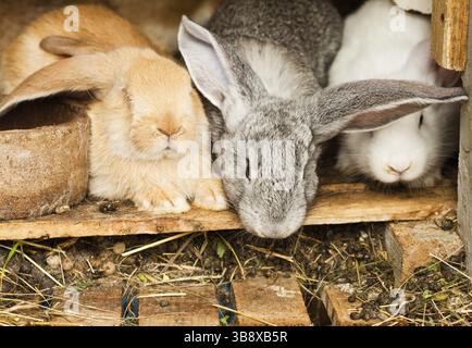 Trois lapins en gros plan hutch Banque D'Images