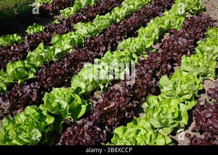 Rangées de laitue verte et rouge poussant dans le jardin Banque D'Images