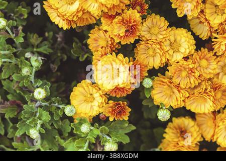 Chrysanthèmes Orange close up sur le buisson Banque D'Images