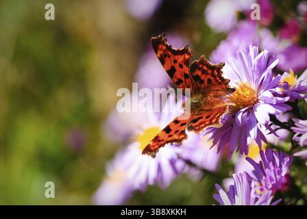 Papillon sur les fleurs daisy lilas vert sur fond naturel de flou artistique en journée ensoleillée. Focus sélectif. Carte postale Banque D'Images