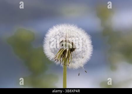 Fleur de Busch, pissenlit (Taraxacum) Macro Banque D'Images
