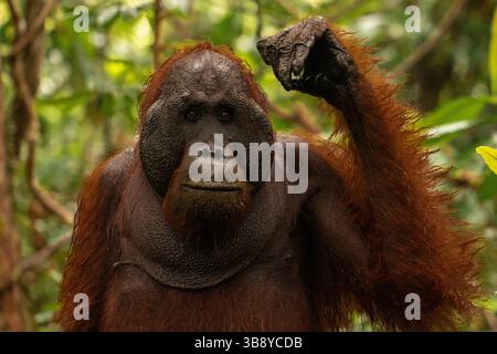 Portrait d'orang-outan mâle (Pongo pygmaeus) dans le parc national de Tanjung Puting, un sanctuaire de la forêt tropicale à Bornéo, en Indonésie. Banque D'Images