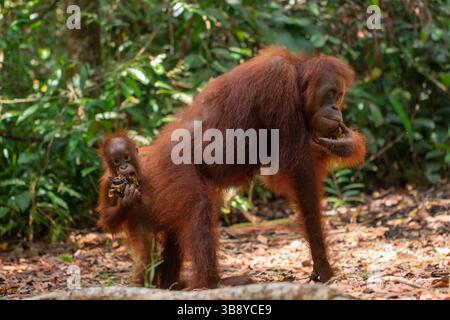 Portrait d'orang-outan mâle (Pongo pygmaeus) dans le parc national de Tanjung Puting, un sanctuaire de la forêt tropicale à Bornéo, en Indonésie. Banque D'Images