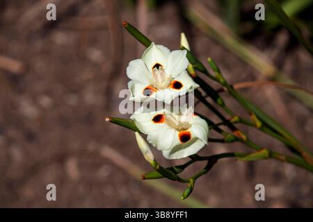 12 septembre 2020, Sydney, Nouvelle-Galles du Sud, Australie : jaune crème pâle avec des taches brun foncé d'a dietes bicolor à Sydney, Nouvelle-Galles du Sud, Australie. Dietes bicolor est l'une des plantes paysagères les plus dures disponibles en Australie. Dietes bicolor, également appelé iris papillon ou fleur de paon, cette plante agglutinante à croissance rapide a des fleurs ressemblant à l'iris dans une couleur jaune crème avec une tache brun foncé au centre. (Crédit image : © Tara Malhotra/ZUMA Press Wire) Banque D'Images
