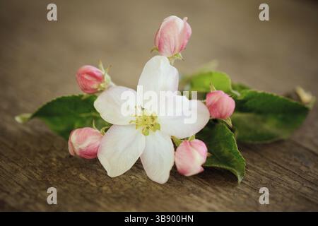 Pear blossom on wooden table Banque D'Images