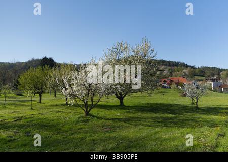 Une scène vibrante de cerisiers en fleurs dans un champ herbeux, avec un ciel bleu clair au-dessus et quelques bâtiments visibles en arrière-plan. Banque D'Images