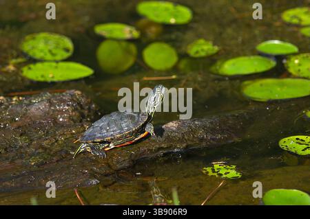 Tortue peinte de l'Ouest - bébé (Chrysemys picta bellii) reposant sur une bûche dans le parc régional de Minnekhada, Coquitlam, C.-B., Canada. Banque D'Images