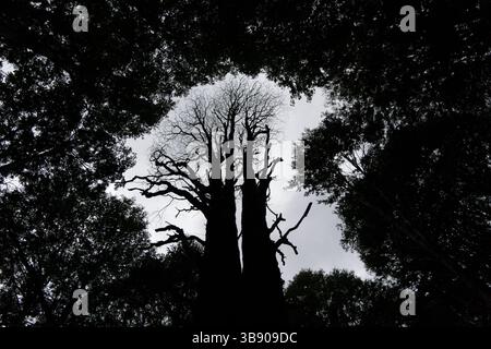 20 février 2023, Coyhaique, Aysen, Chili : un arbre sans feuilles est vu au milieu d'une forêt près de la ville de Coyhaique, en Patagonie chilienne. (Crédit image : © Matias Basualdo/ZUMA Press Wire) Banque D'Images