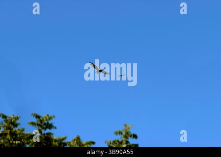 5 mars 2023, Sydney, Nouvelle-Galles du Sud, Australie : Aigle à queue cunéiforme (Aquila audax) est chassée par une Magpie â€“ Lark (Grallina cyanoleuca) de sa région de Sydney, Nouvelle-Galles du Sud, Australie. L'aigle à queue cunéiforme est le plus grand oiseau de proie du continent australien. Les pies en Australie sont très agressives et attaquent tous les rapaces qui se trouvent sur leur territoire. (Crédit image : © Tara Malhotra/ZUMA Press Wire) Banque D'Images