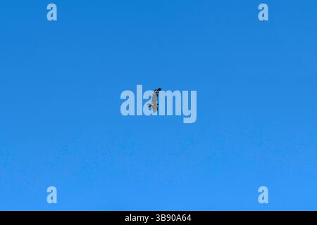 5 mars 2023, Sydney, Nouvelle-Galles du Sud, Australie : Aigle à queue cunéiforme (Aquila audax) est chassée par une Magpie â€“ Lark (Grallina cyanoleuca) de sa région de Sydney, Nouvelle-Galles du Sud, Australie. L'aigle à queue cunéiforme est le plus grand oiseau de proie du continent australien. Les pies en Australie sont très agressives et attaquent tous les rapaces qui se trouvent sur leur territoire. (Crédit image : © Tara Malhotra/ZUMA Press Wire) Banque D'Images