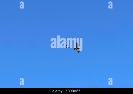 5 mars 2023, Sydney, Nouvelle-Galles du Sud, Australie : Aigle à queue cunéiforme (Aquila audax) est chassée par une Magpie â€“ Lark (Grallina cyanoleuca) de sa région de Sydney, Nouvelle-Galles du Sud, Australie. L'aigle à queue cunéiforme est le plus grand oiseau de proie du continent australien. Les pies en Australie sont très agressives et attaquent tous les rapaces qui se trouvent sur leur territoire. (Crédit image : © Tara Malhotra/ZUMA Press Wire) Banque D'Images