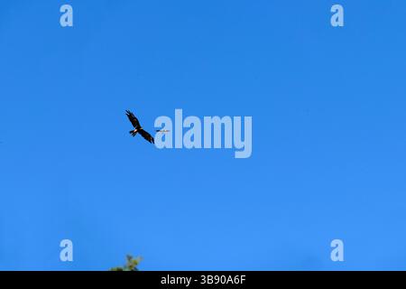 5 mars 2023, Sydney, Nouvelle-Galles du Sud, Australie : Aigle à queue cunéiforme (Aquila audax) est chassée par une Magpie â€“ Lark (Grallina cyanoleuca) de sa région de Sydney, Nouvelle-Galles du Sud, Australie. L'aigle à queue cunéiforme est le plus grand oiseau de proie du continent australien. Les pies en Australie sont très agressives et attaquent tous les rapaces qui se trouvent sur leur territoire. (Crédit image : © Tara Malhotra/ZUMA Press Wire) Banque D'Images