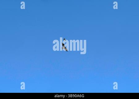 5 mars 2023, Sydney, Nouvelle-Galles du Sud, Australie : Aigle à queue cunéiforme (Aquila audax) est chassée par une Magpie â€“ Lark (Grallina cyanoleuca) de sa région de Sydney, Nouvelle-Galles du Sud, Australie. L'aigle à queue cunéiforme est le plus grand oiseau de proie du continent australien. Les pies en Australie sont très agressives et attaquent tous les rapaces qui se trouvent sur leur territoire. (Crédit image : © Tara Malhotra/ZUMA Press Wire) Banque D'Images