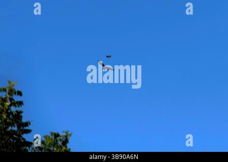 5 mars 2023, Sydney, Nouvelle-Galles du Sud, Australie : Aigle à queue cunéiforme (Aquila audax) est chassée par une Magpie â€“ Lark (Grallina cyanoleuca) de sa région de Sydney, Nouvelle-Galles du Sud, Australie. L'aigle à queue cunéiforme est le plus grand oiseau de proie du continent australien. Les pies en Australie sont très agressives et attaquent tous les rapaces qui se trouvent sur leur territoire. (Crédit image : © Tara Malhotra/ZUMA Press Wire) Banque D'Images